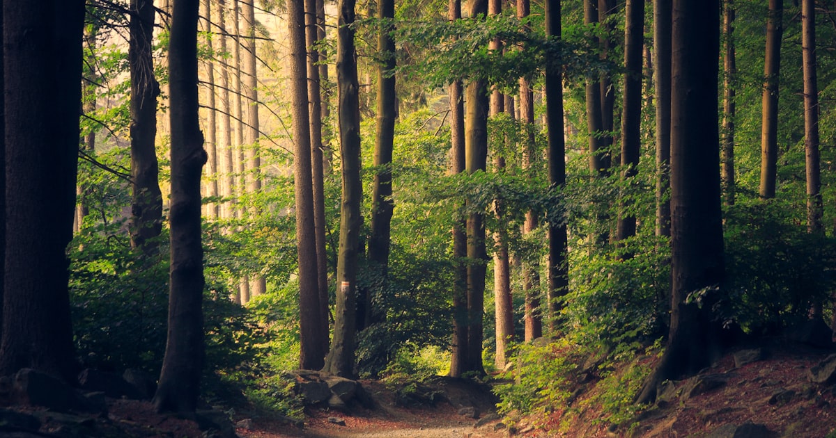 OCD Explained: Intrusive Thoughts vs Diagnosable OCD